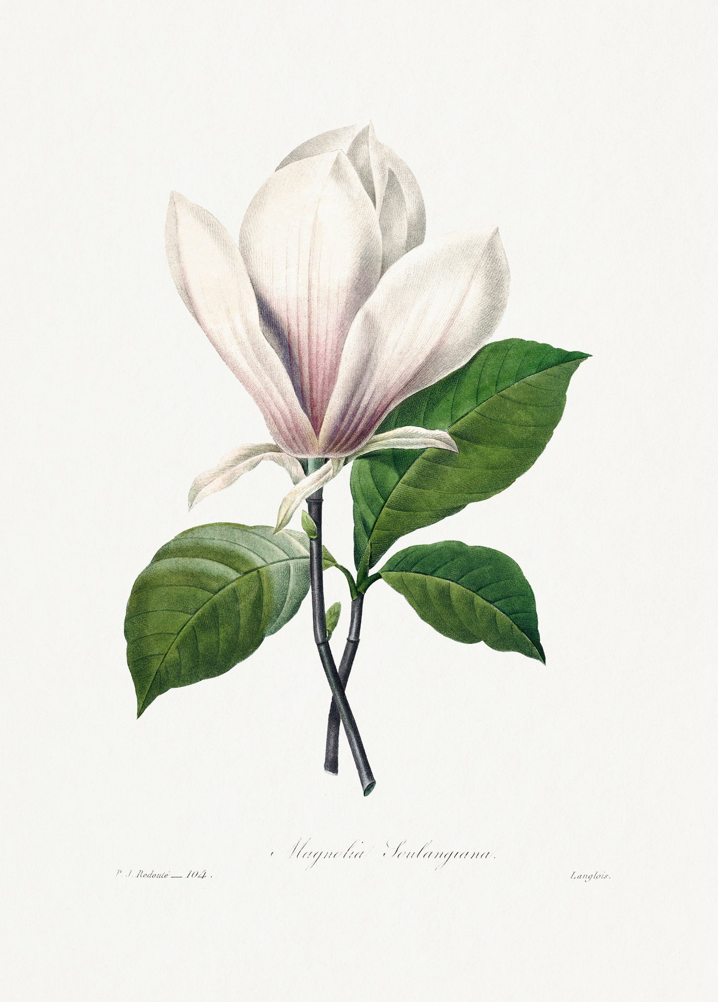 White Botanical Print