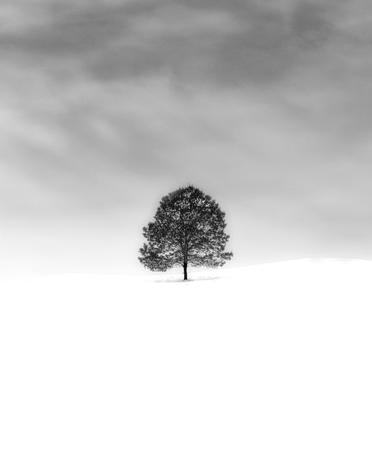 Black and White Photograph of Tree