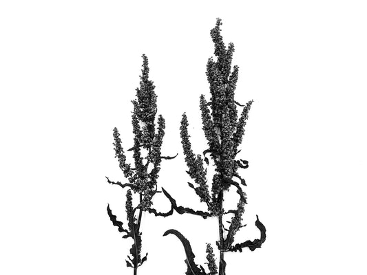 Plant Photograph / Wall Decor