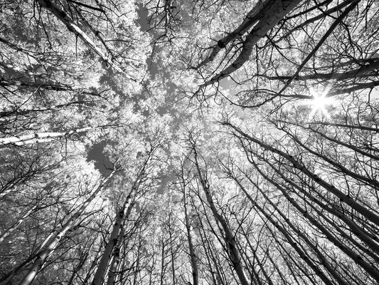 Black and White Autumn Sky