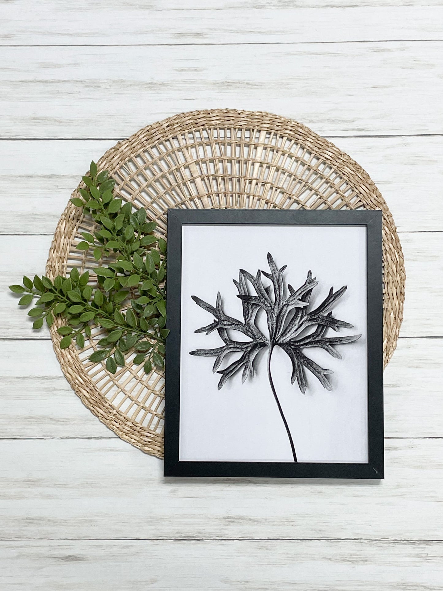 Black and White Dried Leaf 