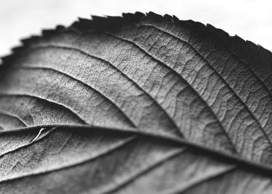 Black and White Leaf