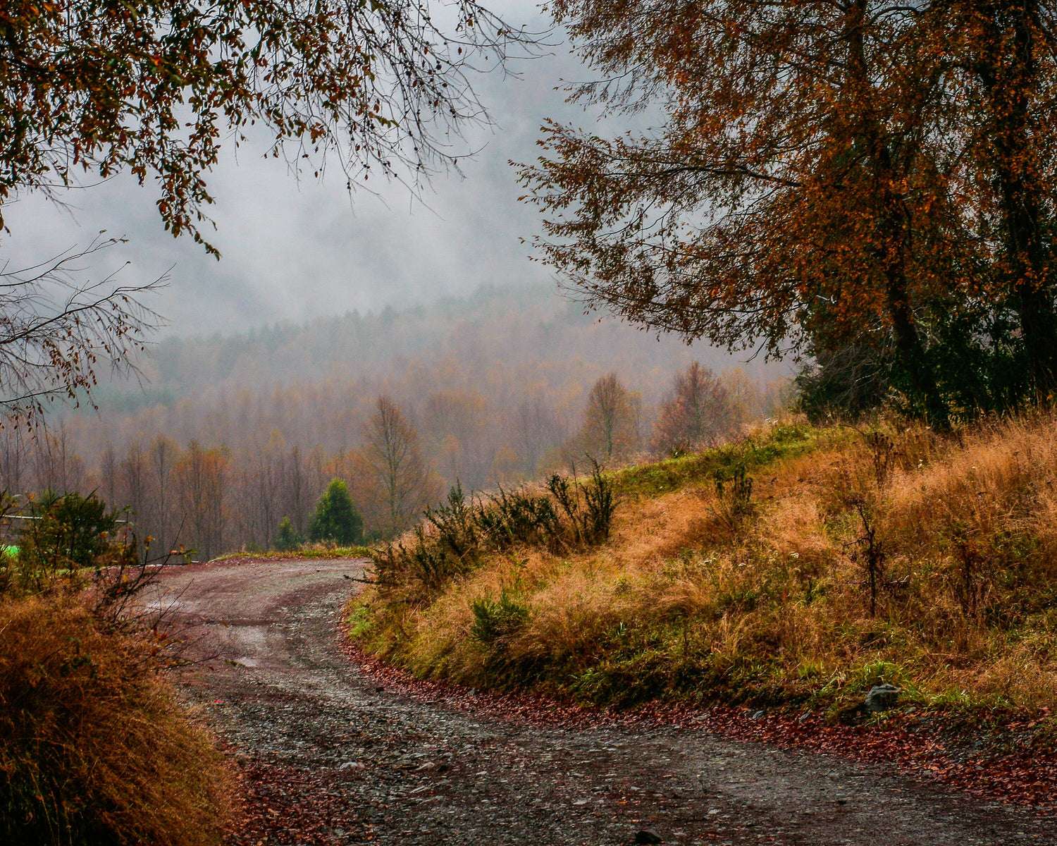 Color Autumn Path 