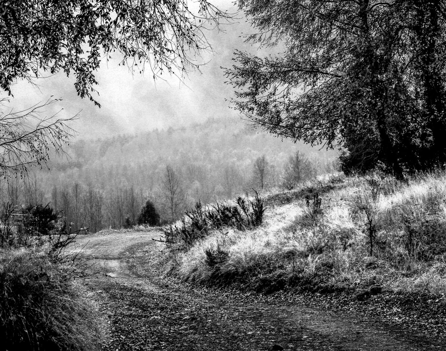 Black and White Autumn Path 