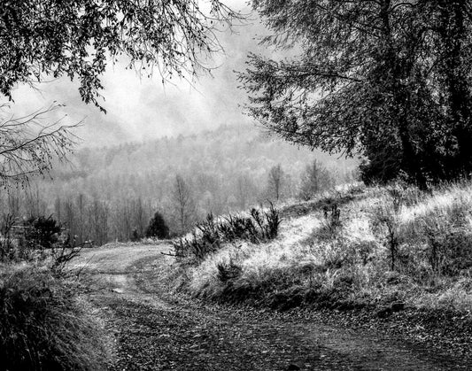 Black and White Autumn Path
