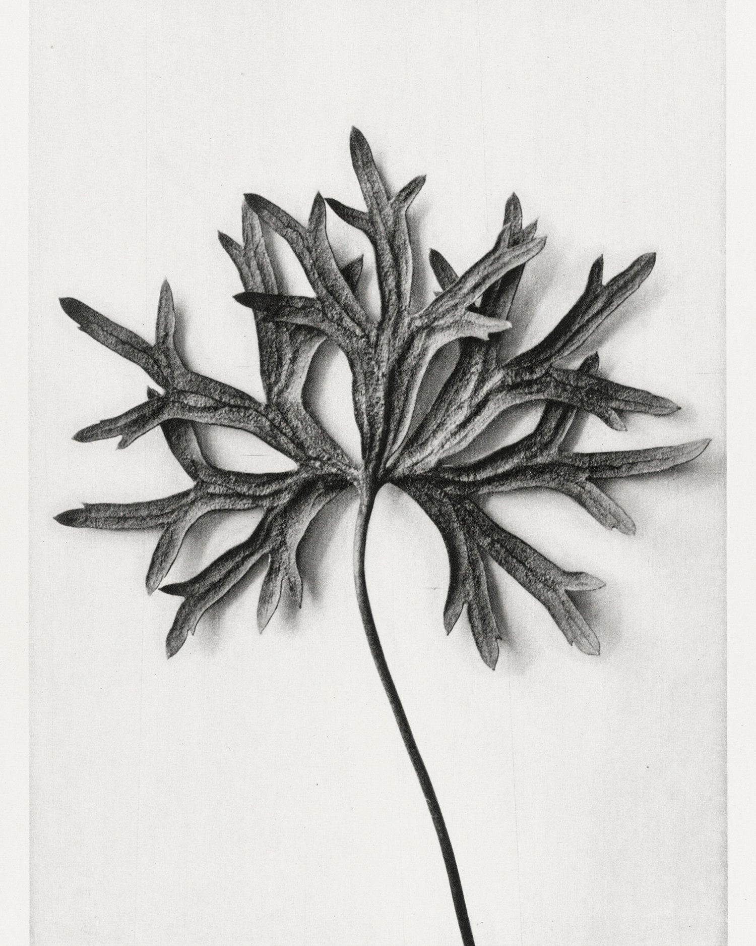 Black and White Dried Leaf 