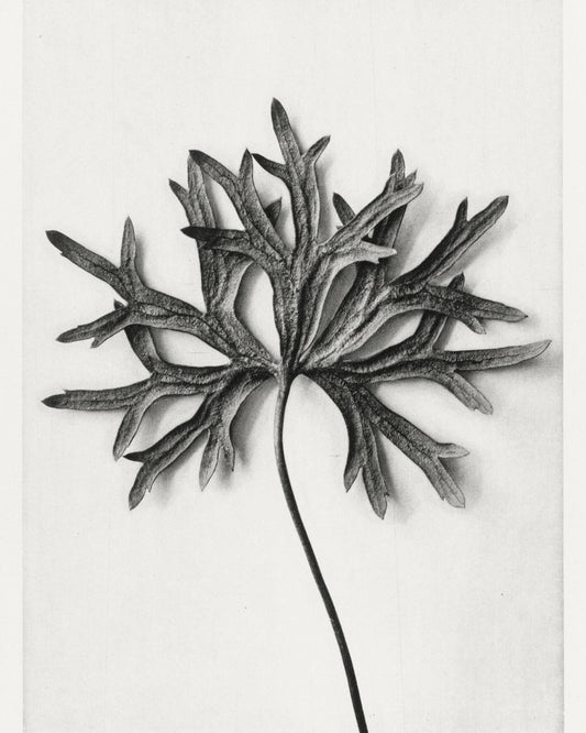 Black and White Dried Leaf