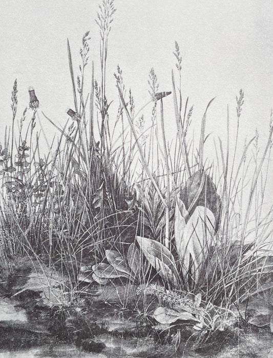 Vintage Botany Art Print